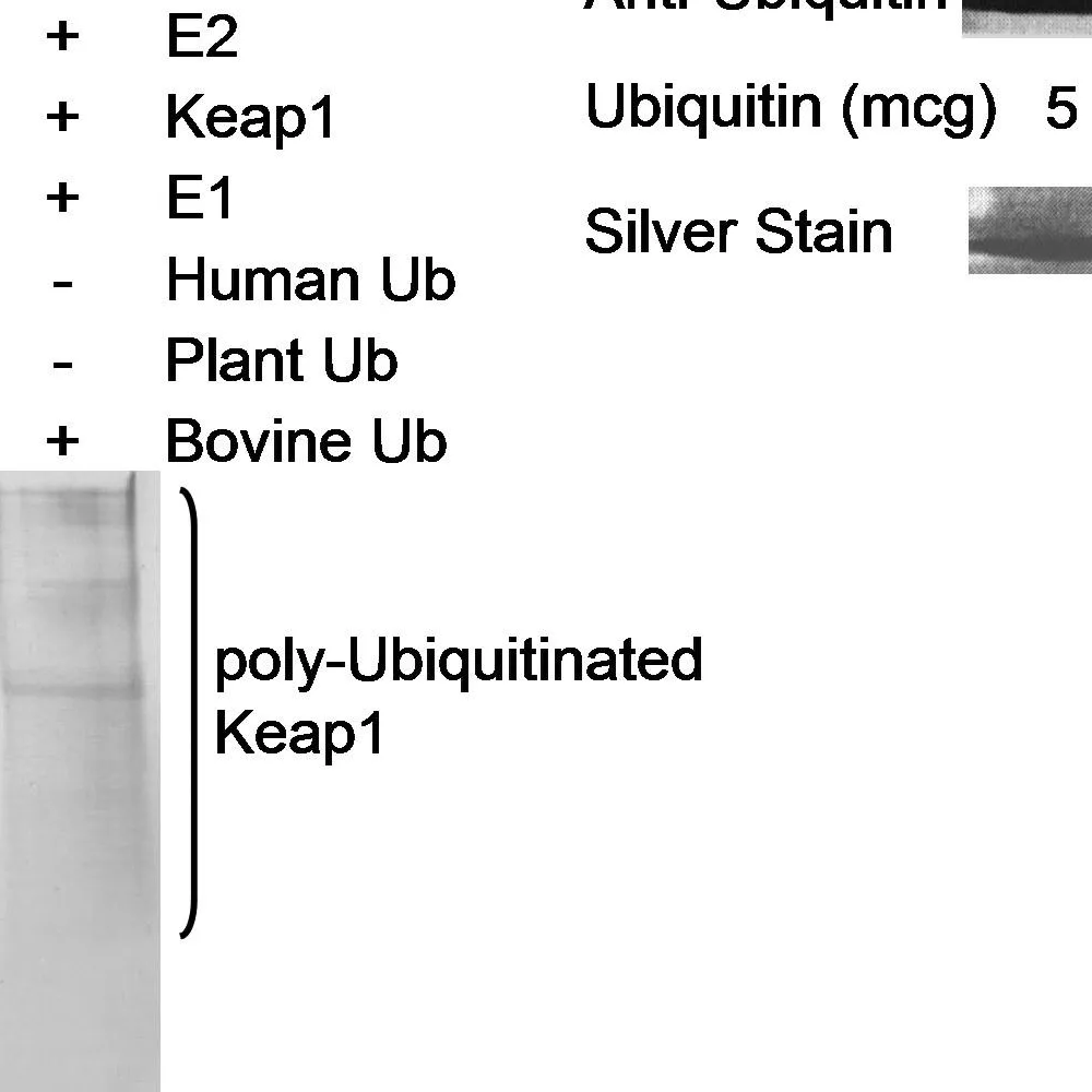 Rabbit anti-Ubiquitin Antibody, Affinity Purified