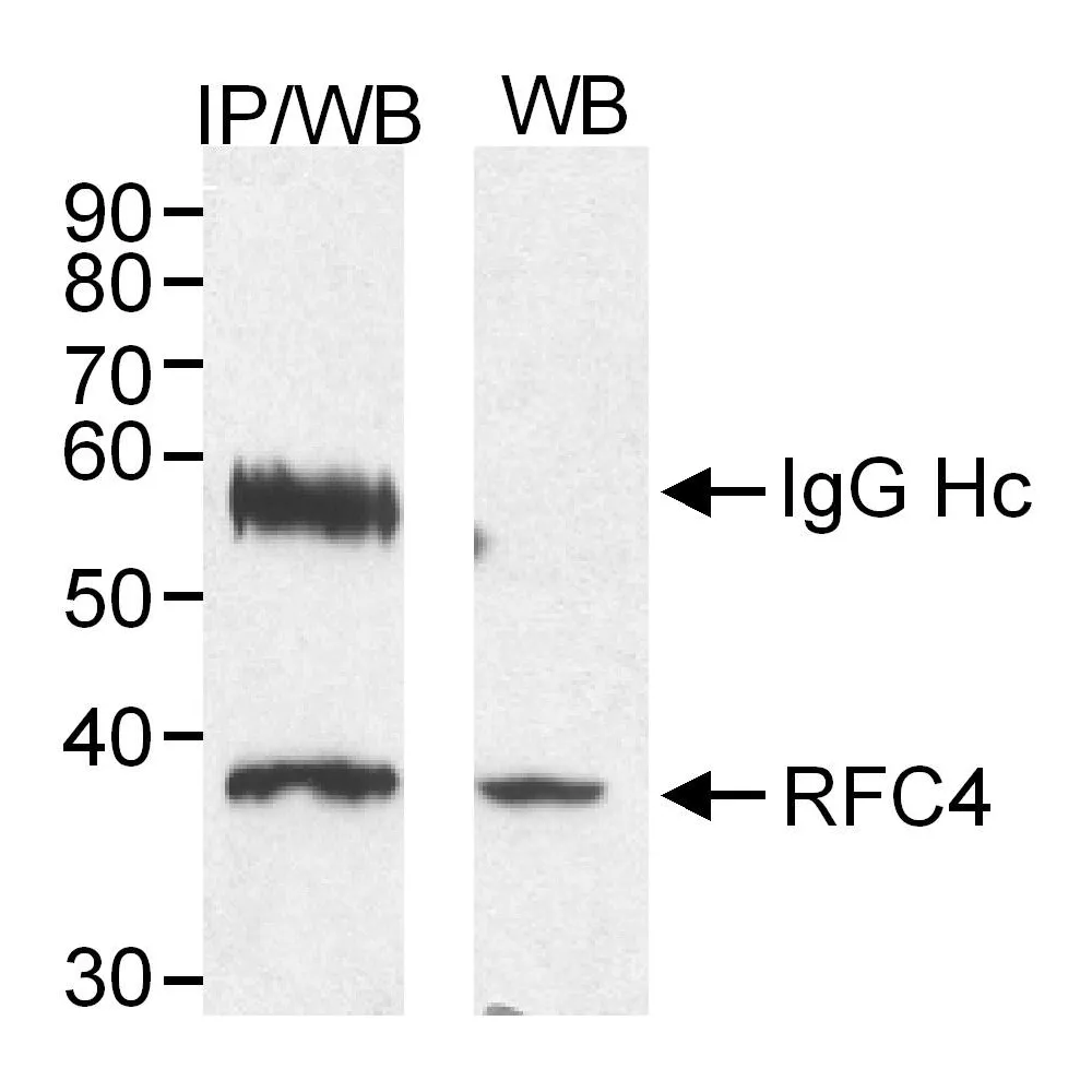Rabbit anti-RFC4 Antibody, Affinity Purified