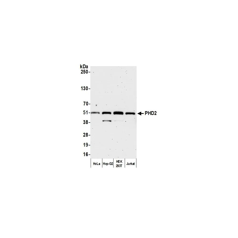 Rabbit anti-PHD2 Antibody, Affinity Purified