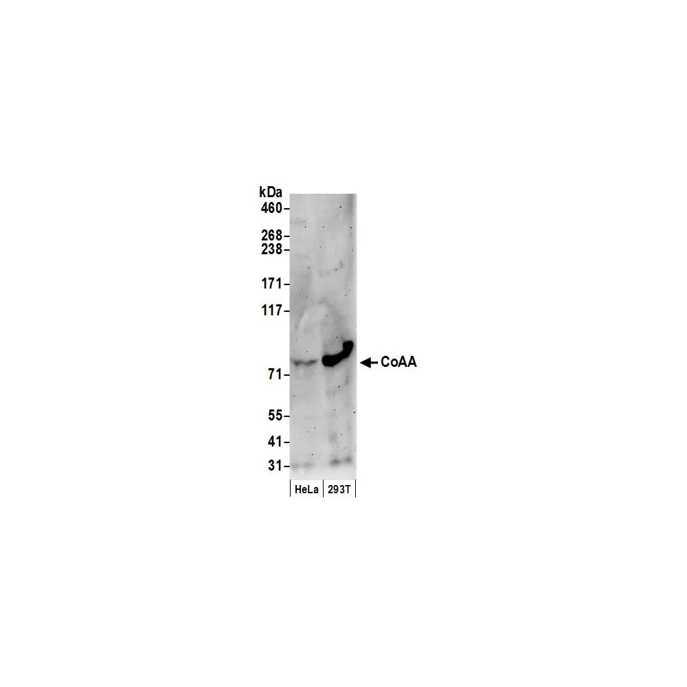 Rabbit anti-CoAA Antibody, Affinity Purified