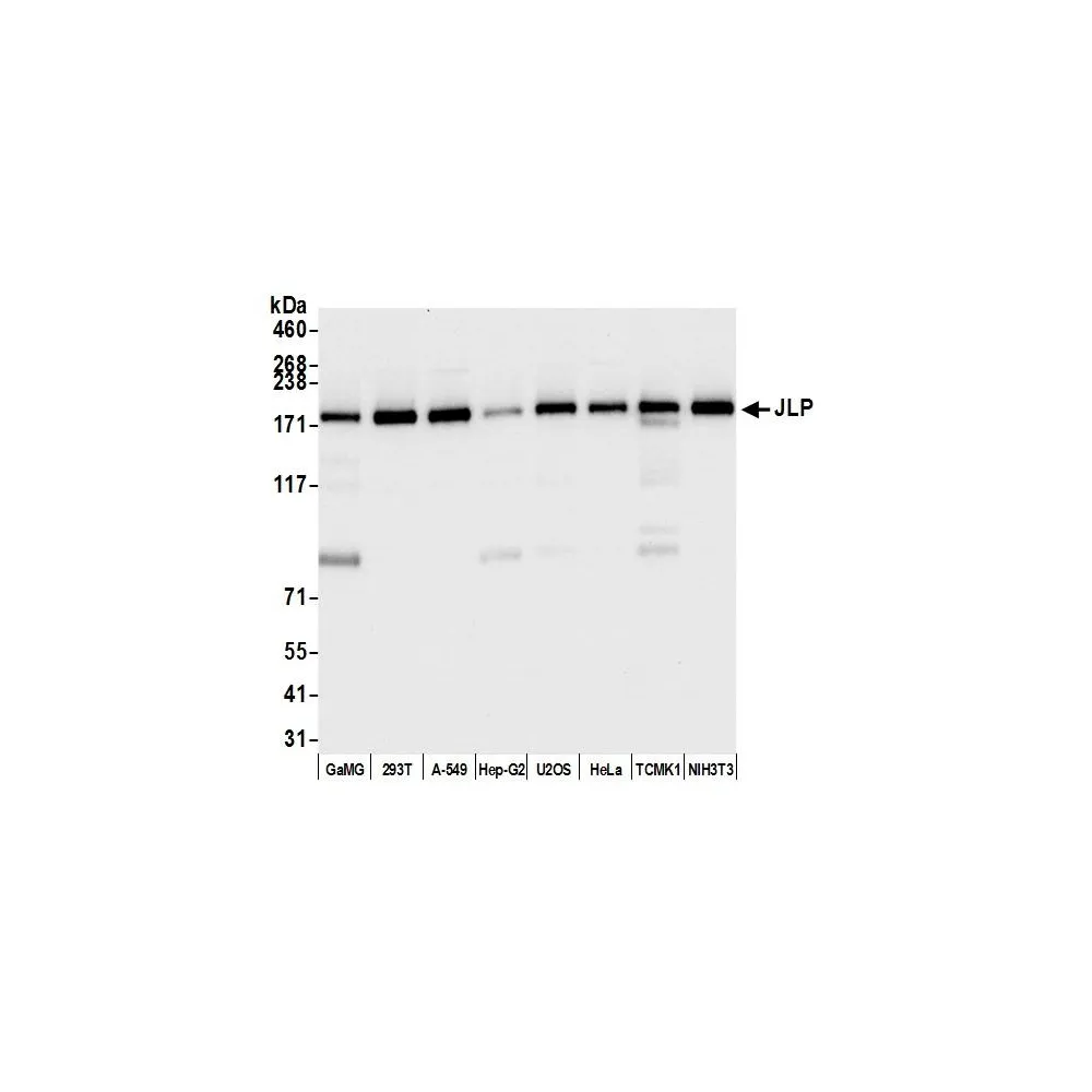 Rabbit anti-JLP Antibody, Affinity Purified