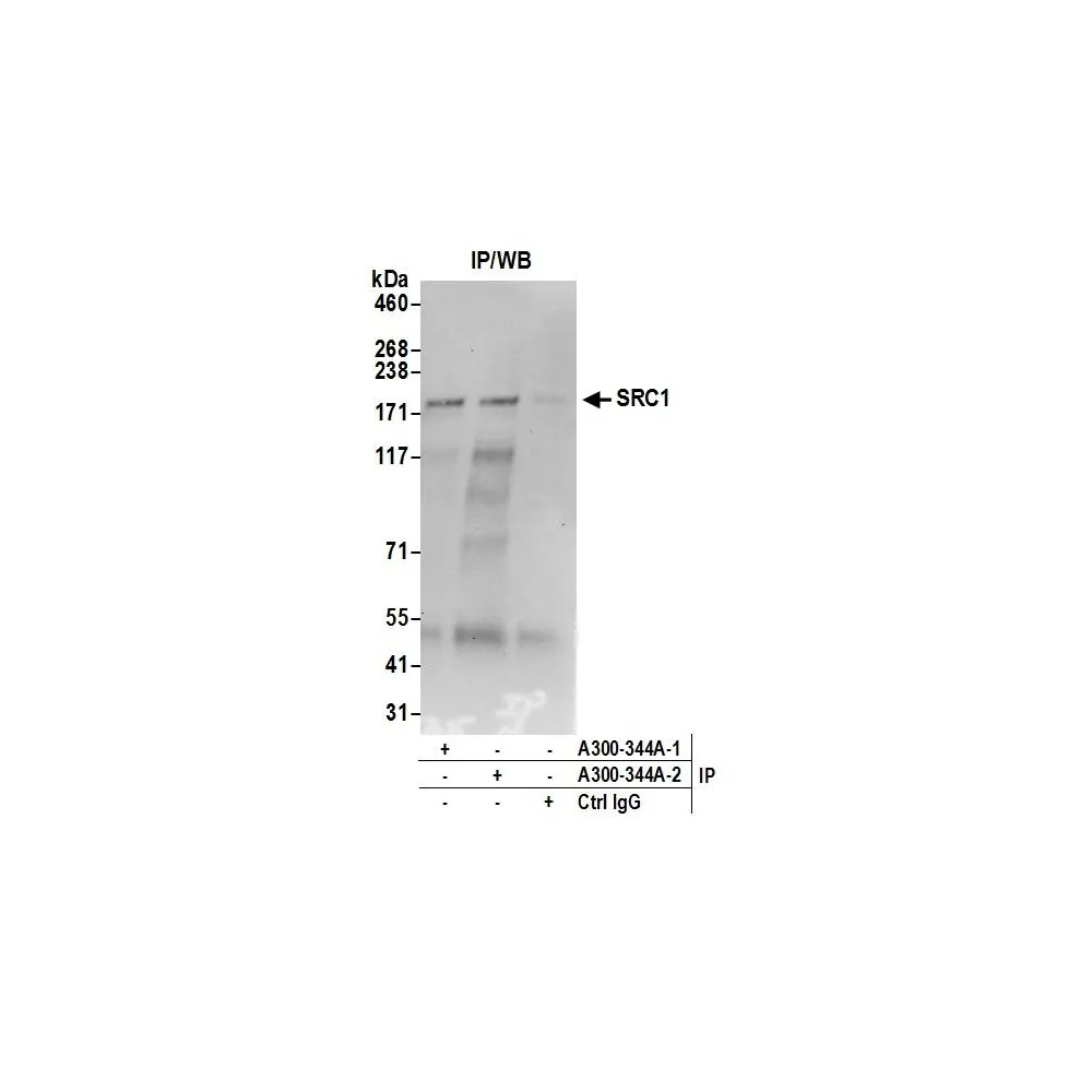 Rabbit anti-SRC1 Antibody, Affinity Purified
