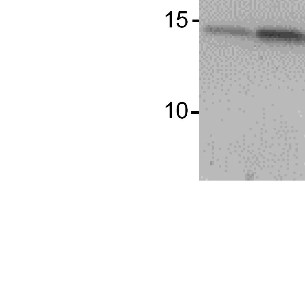 Rabbit anti-Galectin-7 Antibody, Affinity Purified