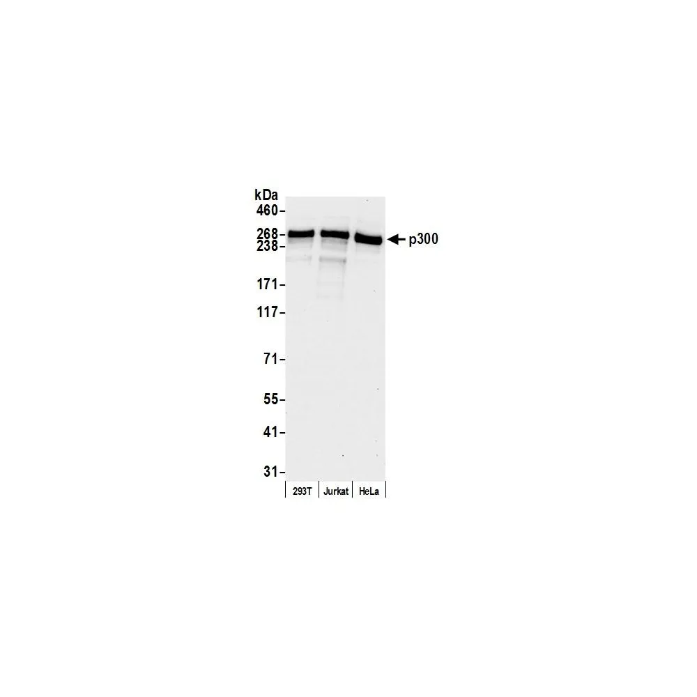 Rabbit anti-p300 Antibody, Affinity Purified
