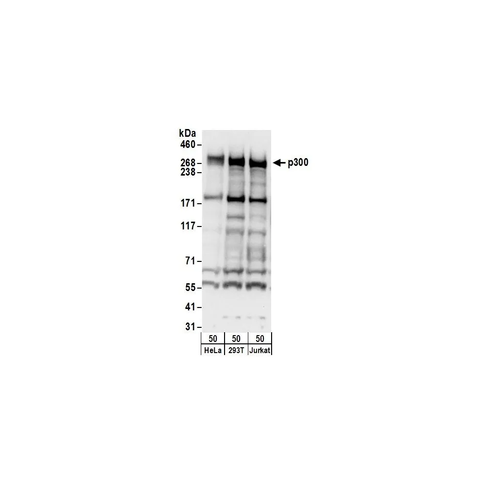 Rabbit anti-p300 Antibody, Affinity Purified