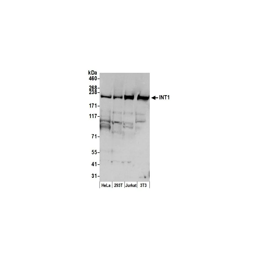 Rabbit anti-INT1 Antibody, Affinity Purified