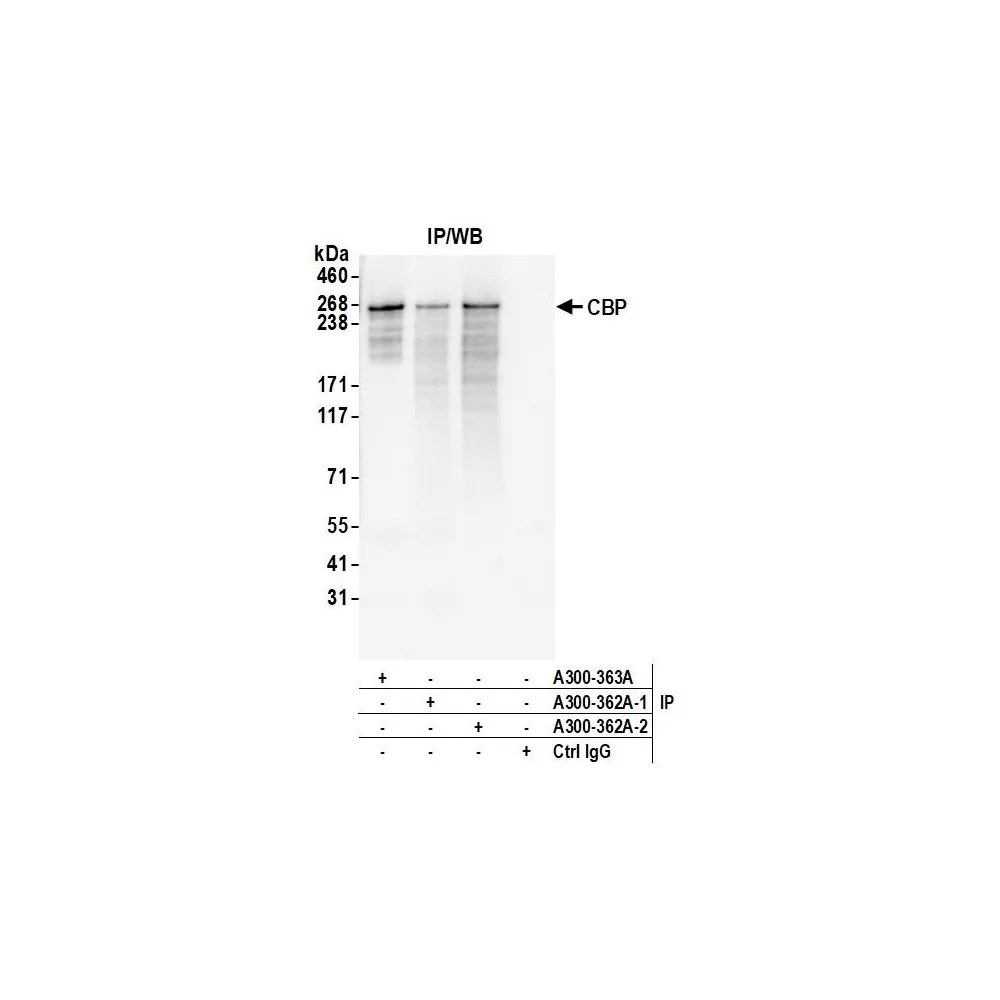 Rabbit anti-CBP Antibody, Affinity Purified