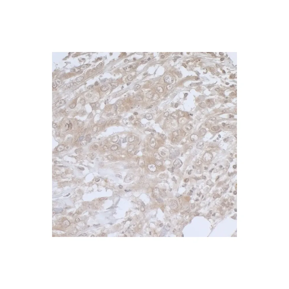 Rabbit anti-BIRC6/Apollon Antibody, Affinity Purified