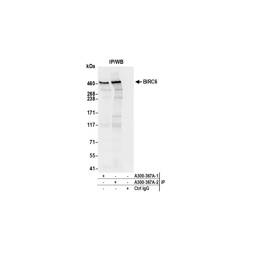 Rabbit anti-BIRC6/Apollon Antibody, Affinity Purified