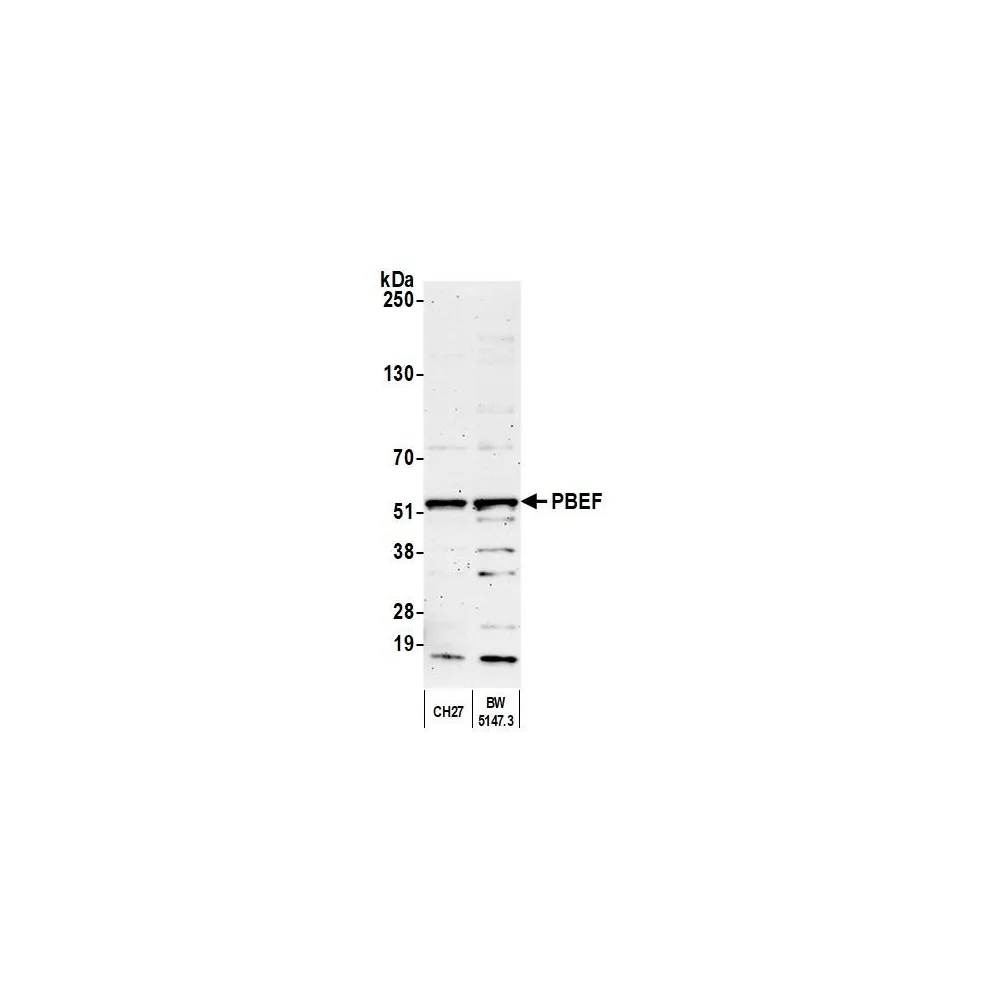 Rabbit anti-PBEF Antibody, Affinity Purified