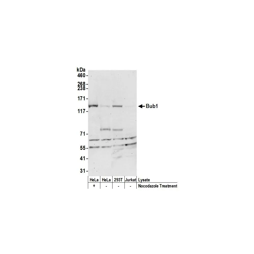Rabbit anti-Bub1 Antibody, Affinity Purified