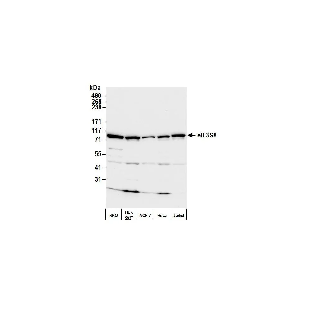 Rabbit anti-eIF3C/eIF3S8 Antibody, Affinity Purified