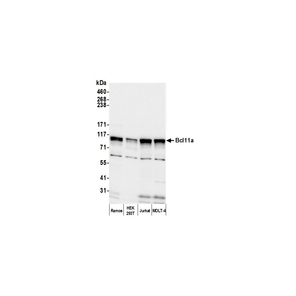 Rabbit anti-Bcl11a Antibody, Affinity Purified