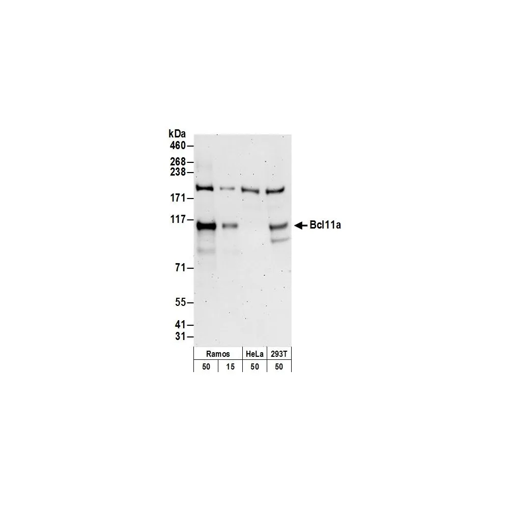 Rabbit anti-Bcl11a Antibody, Affinity Purified