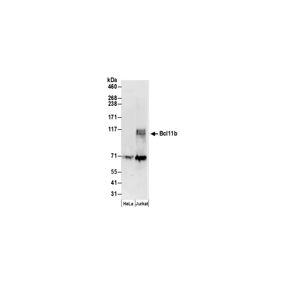 Rabbit anti-Bcl11b Antibody, Affinity Purified