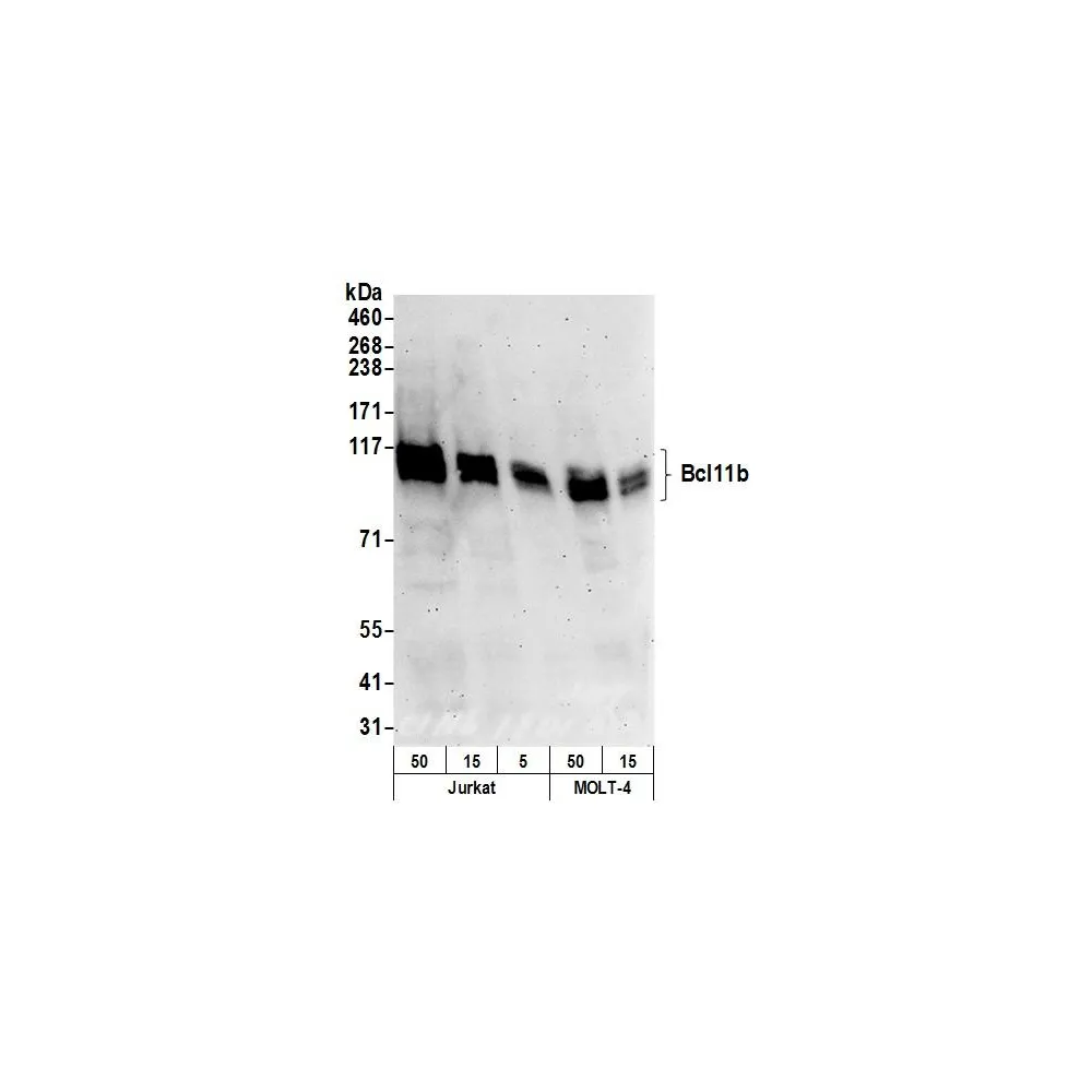 Rabbit anti-Bcl11b Antibody, Affinity Purified