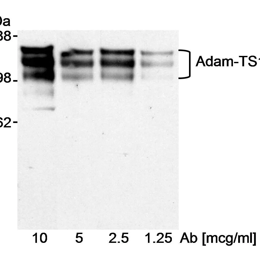 Goat anti-ADAMTS13 Antibody, Affinity Purified