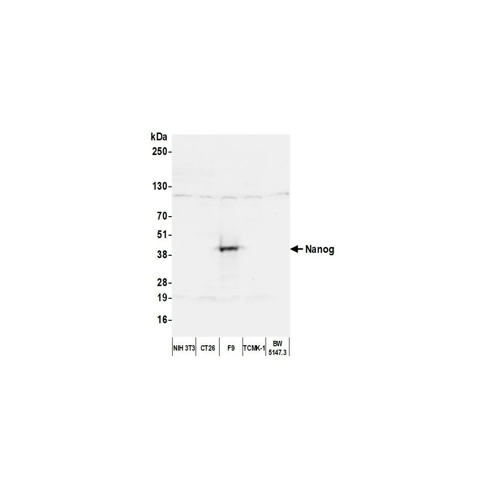 Rabbit anti-Nanog Antibody, Affinity Purified