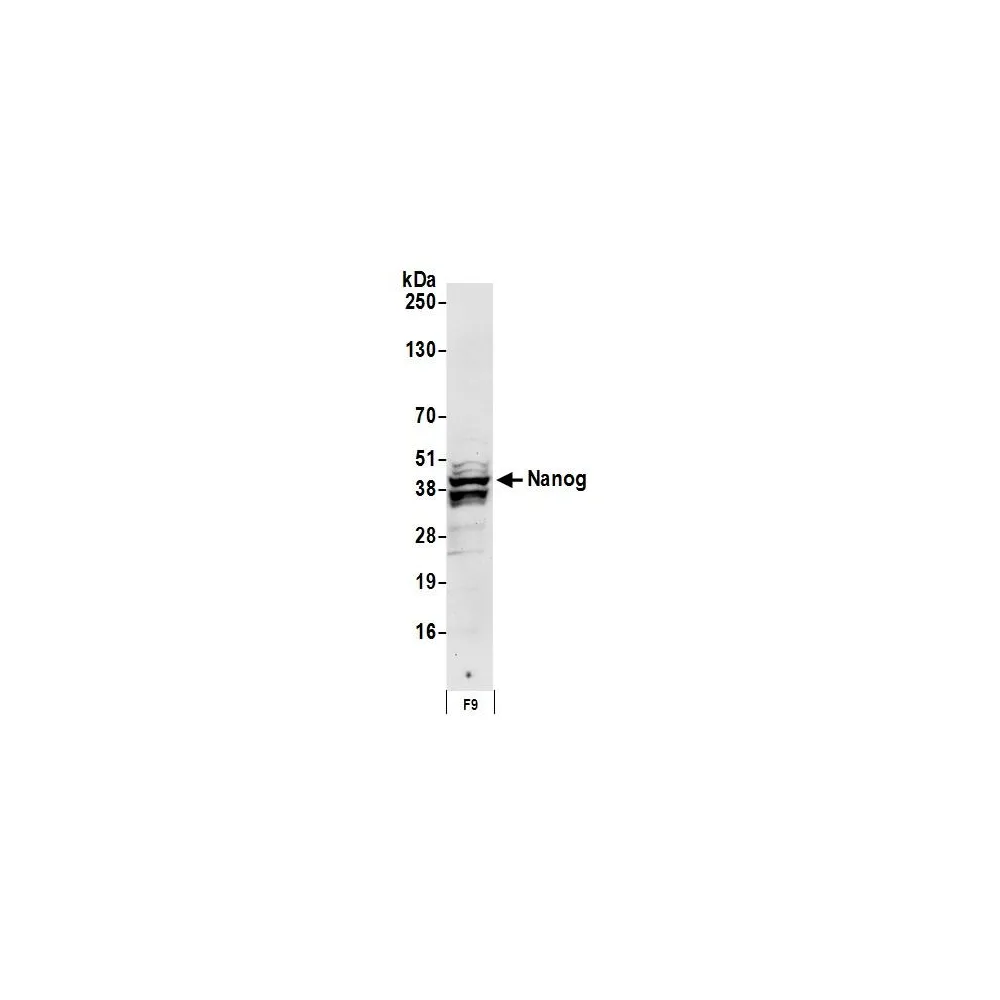 Rabbit anti-Nanog Antibody, Affinity Purified