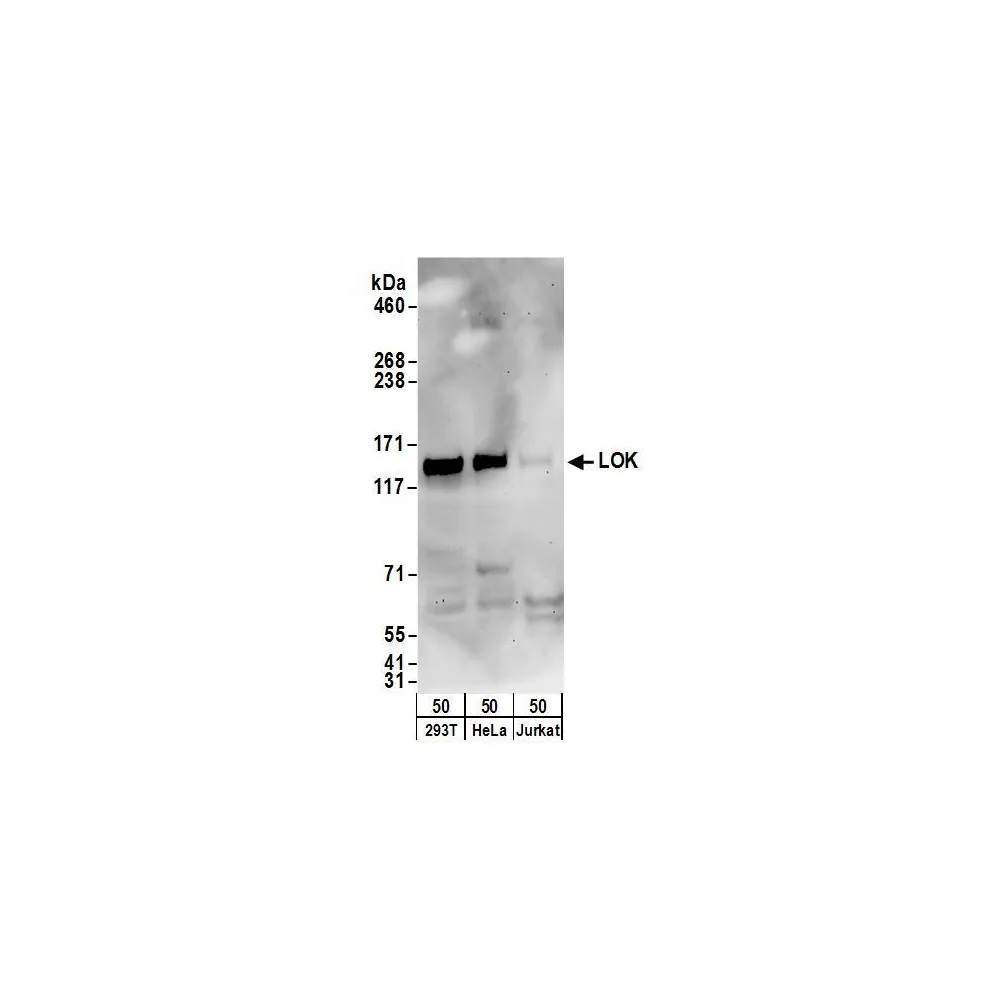 Rabbit anti-LOK Antibody, Affinity Purified