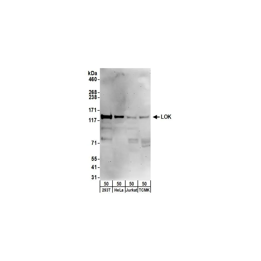 Rabbit anti-LOK Antibody, Affinity Purified