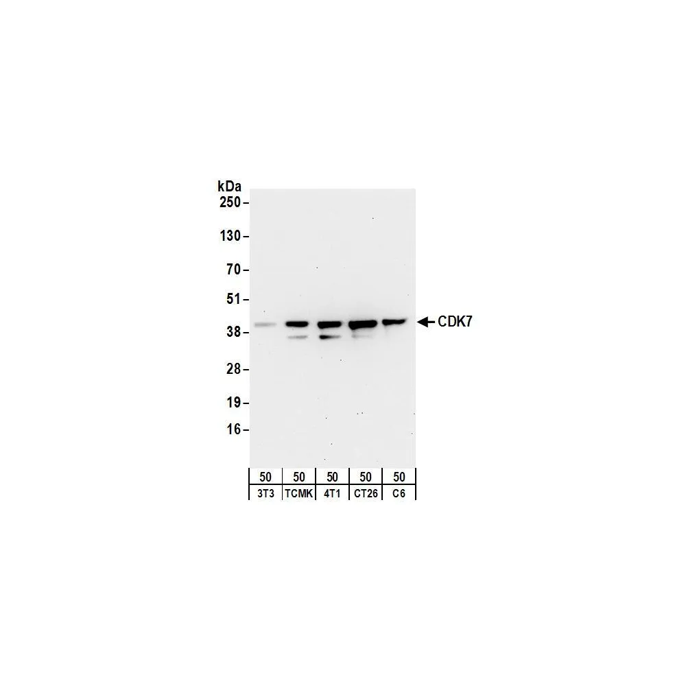 Rabbit anti-CDK7 Antibody, Affinity Purified