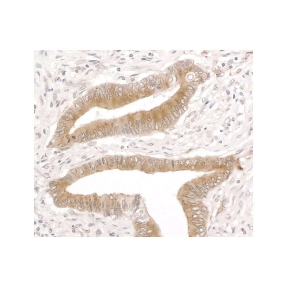 Rabbit anti-Reticulocalbin-1 Antibody, Affinity Purified
