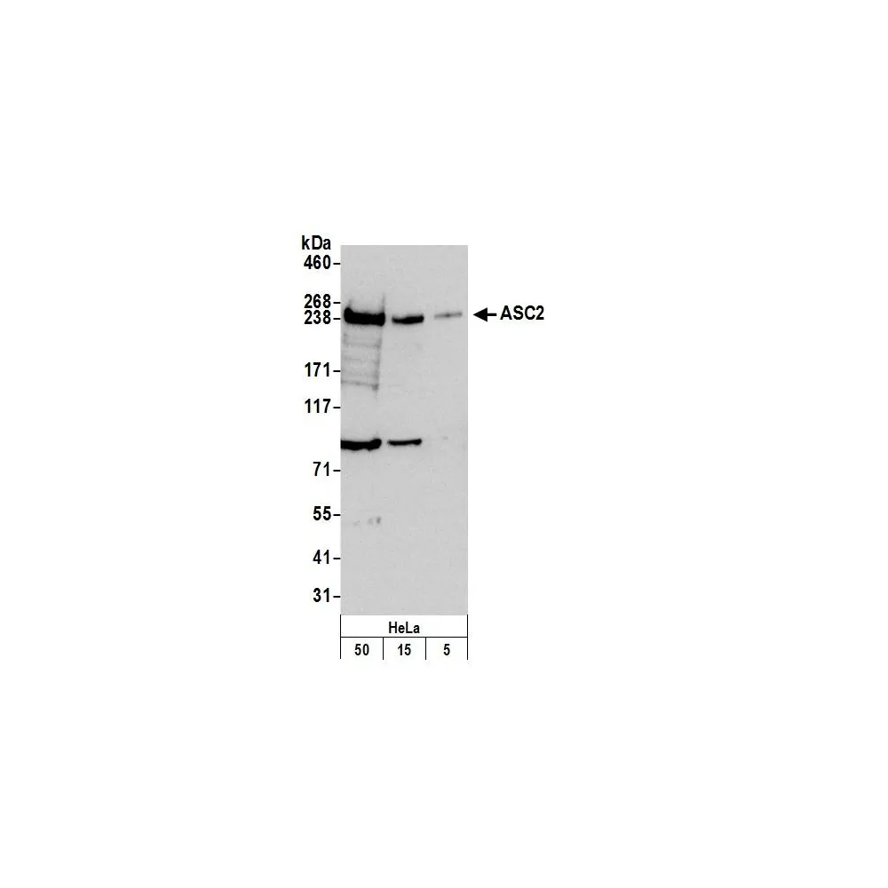 Rabbit anti-ASC2 Antibody, Affinity Purified