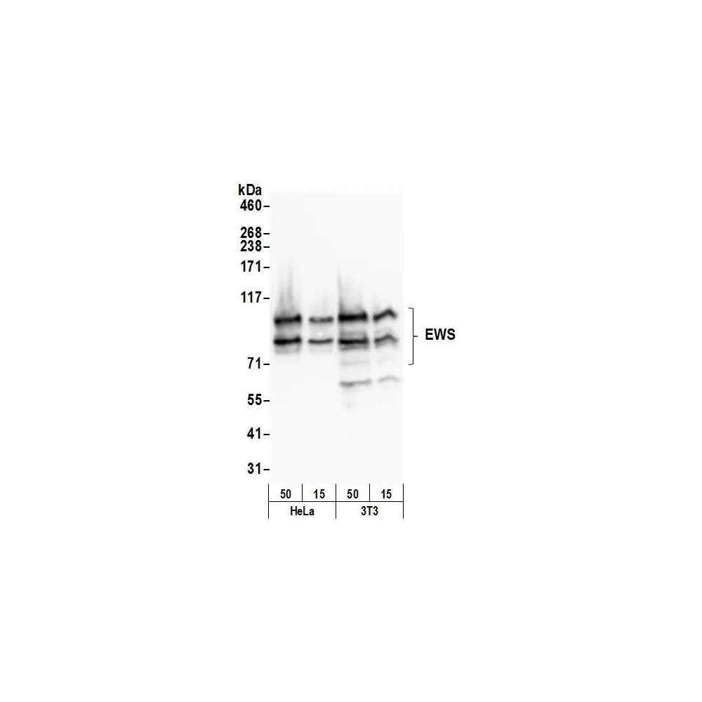 Rabbit anti-EWS Antibody, Affinity Purified