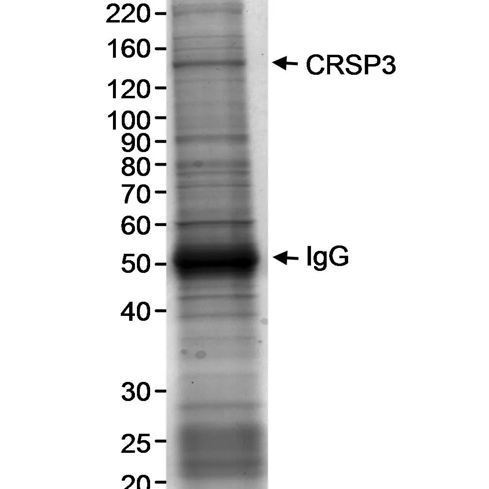 Rabbit anti-CRSP3 Antibody, Affinity Purified