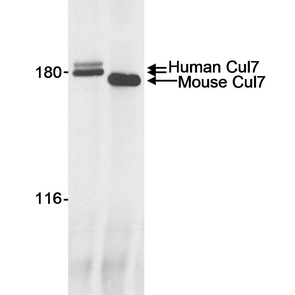 Rabbit anti-Cul7 Antibody, Affinity Purified