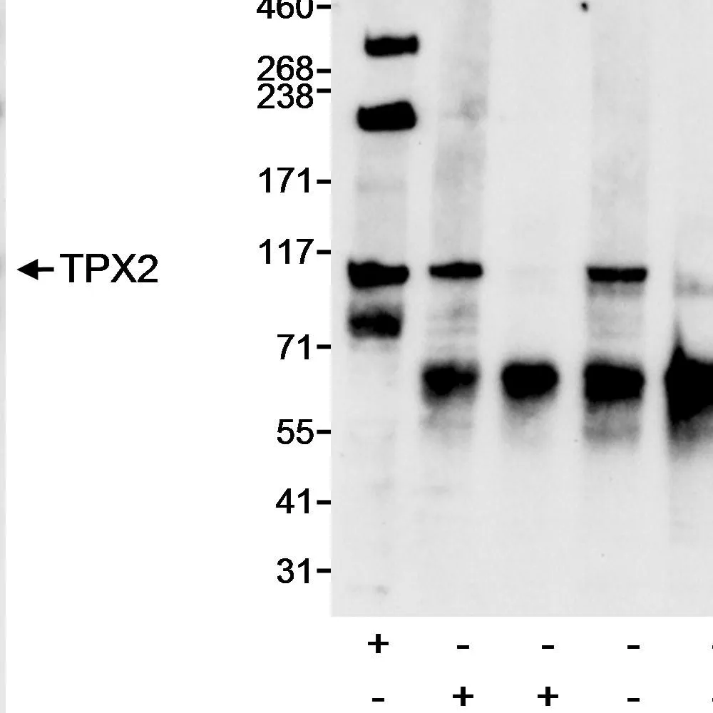 Rabbit anti-TPX2 Antibody, Affinity Purified
