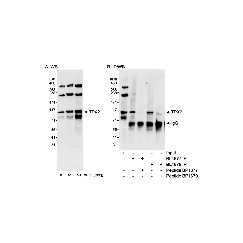 Rabbit anti-TPX2 Antibody, Affinity Purified