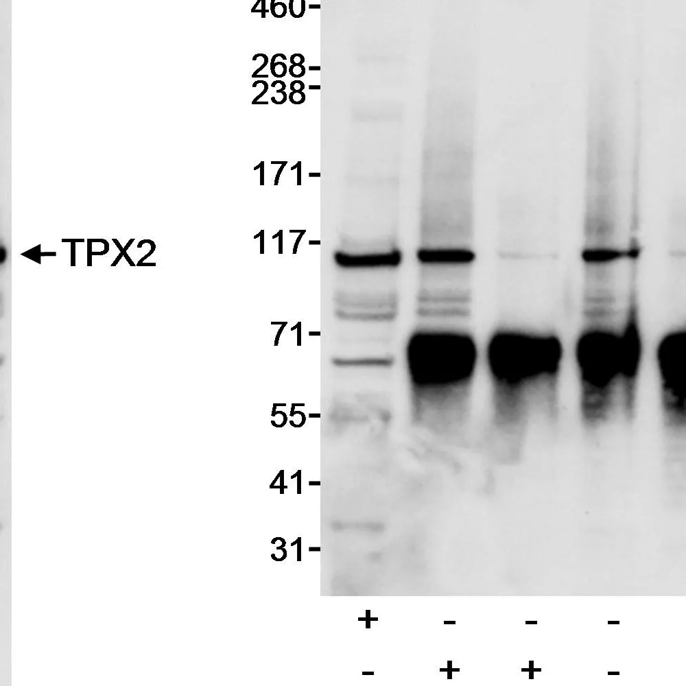 Rabbit anti-TPX2 Antibody, Affinity Purified