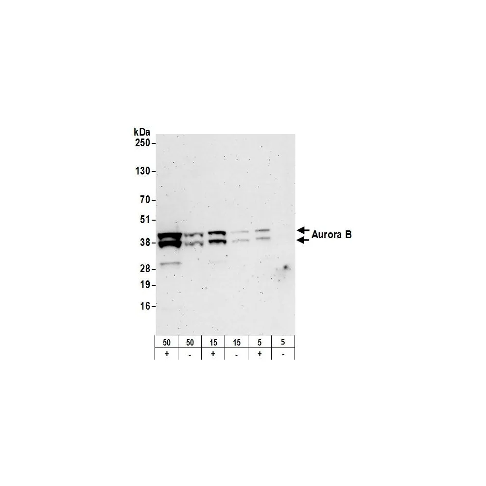 Rabbit anti-Aurora B Antibody, Affinity Purified