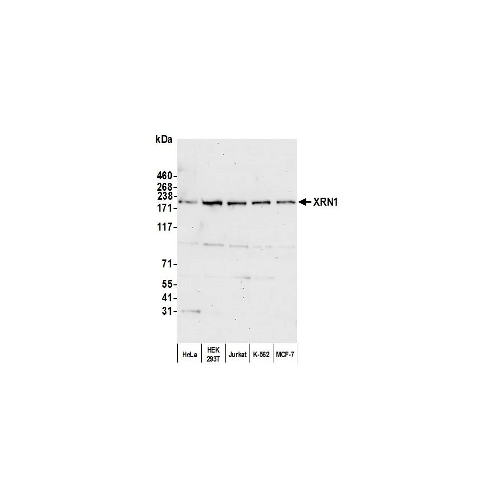 Rabbit anti-XRN1 Antibody, Affinity Purified