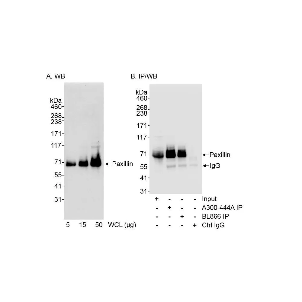 Rabbit anti-Paxillin Antibody, Affinity Purified