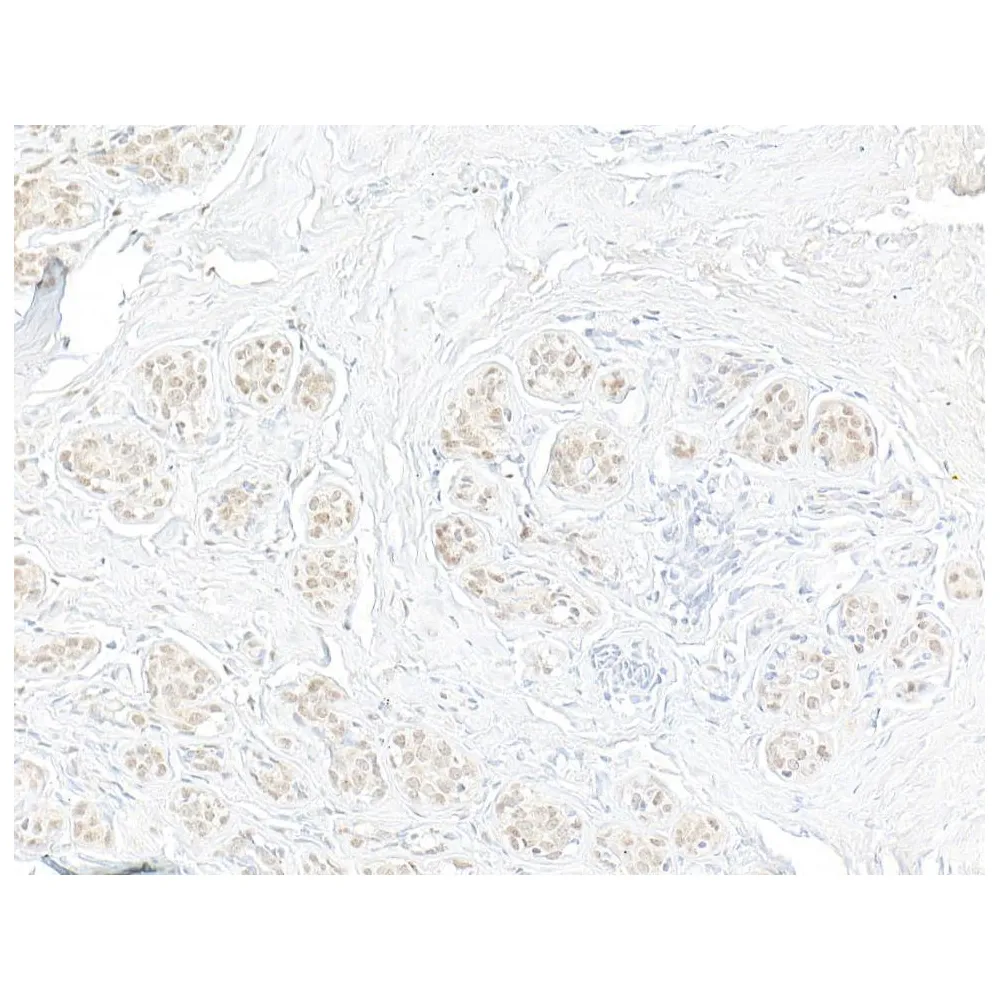 Rabbit anti-WSTF Antibody, Affinity Purified