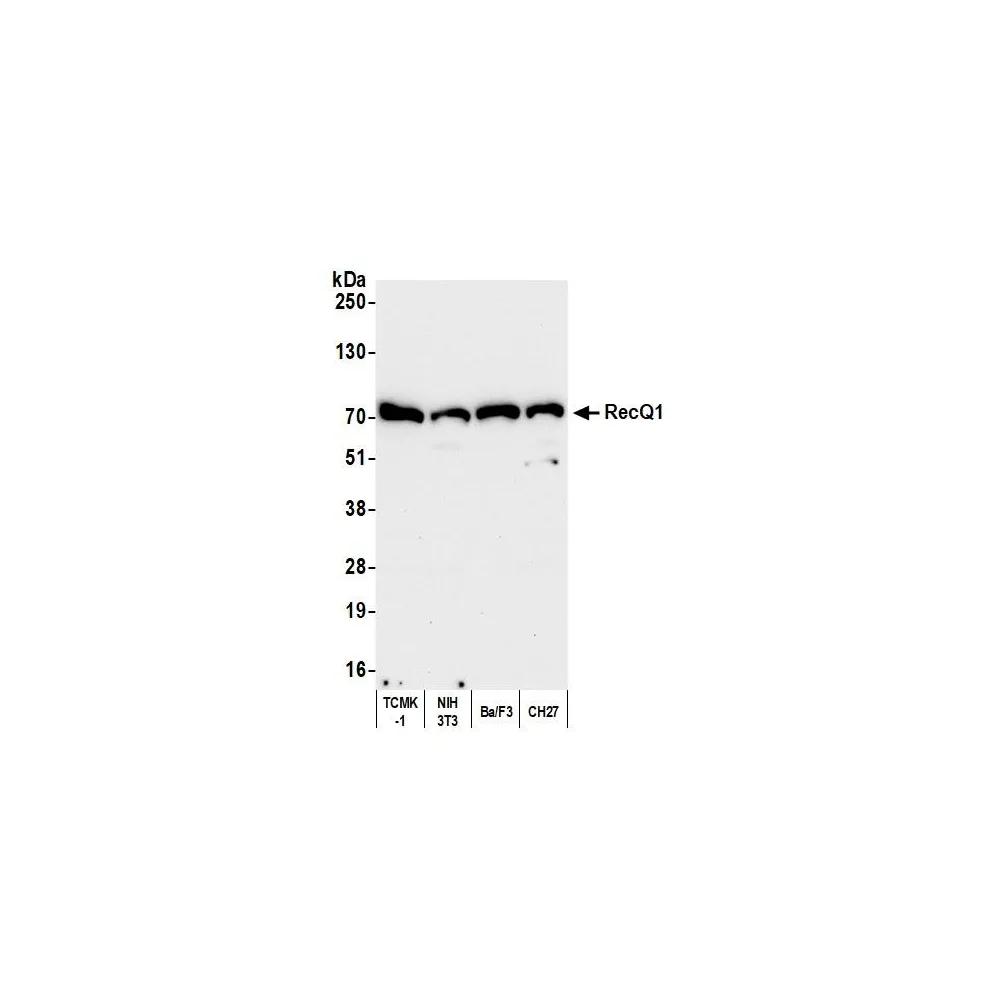 Rabbit anti-RecQ1 Antibody, Affinity Purified