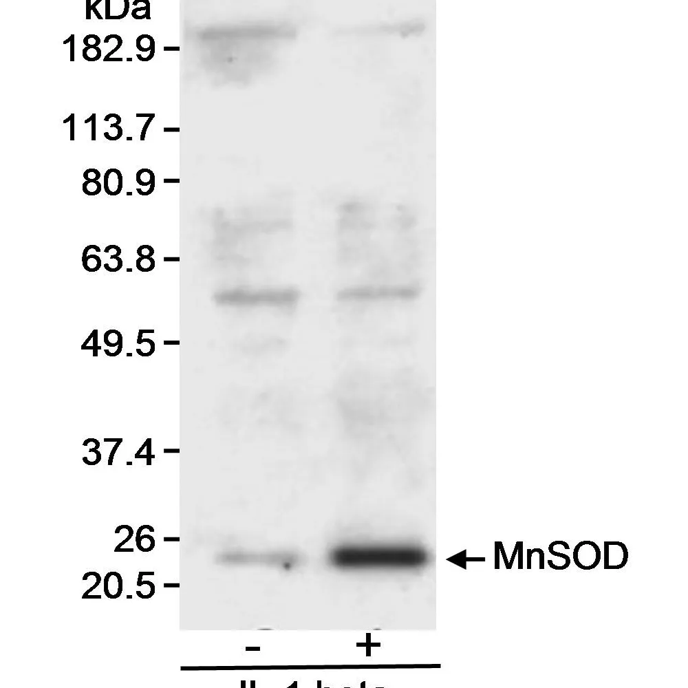 Goat anti-MnSOD Antibody, Affinity Purified