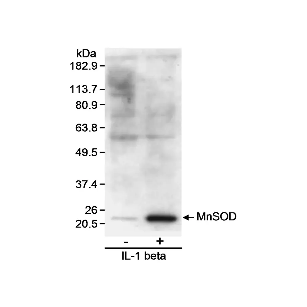 Goat anti-MnSOD Antibody, Affinity Purified