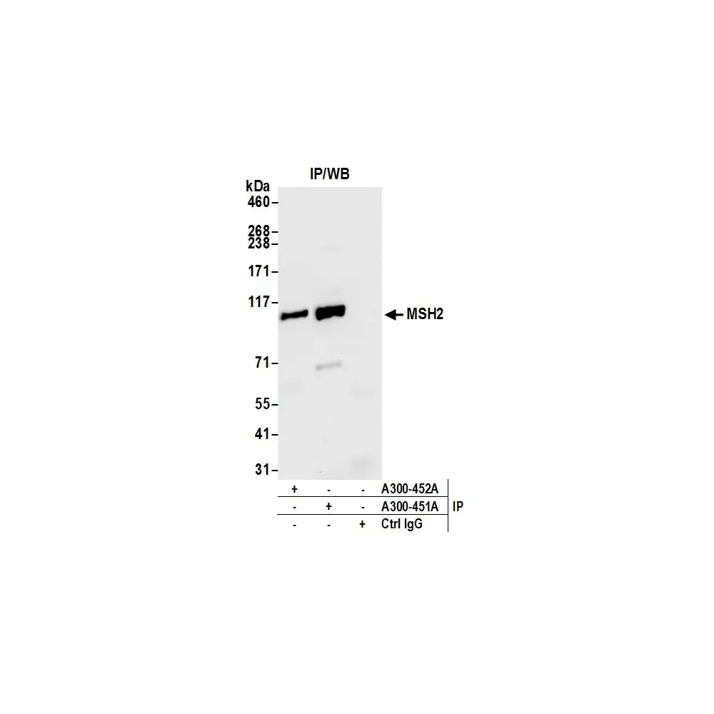 Rabbit anti-MSH2 Antibody, Affinity Purified