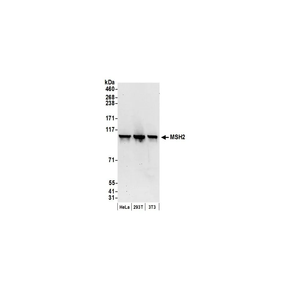 Rabbit anti-MSH2 Antibody, Affinity Purified