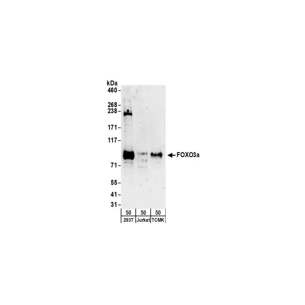 Rabbit anti-FOXO3a Antibody, Affinity Purified