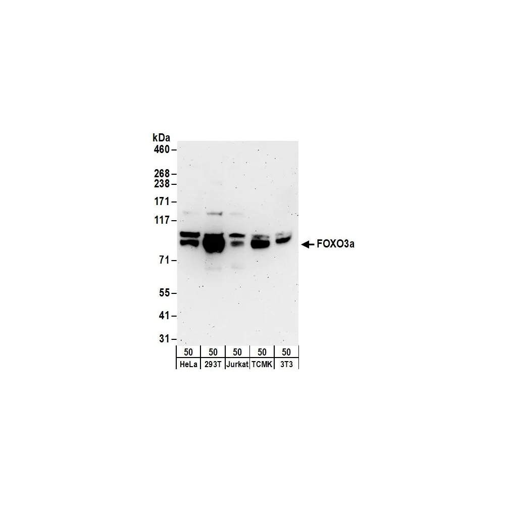 Rabbit anti-FOXO3a Antibody, Affinity Purified