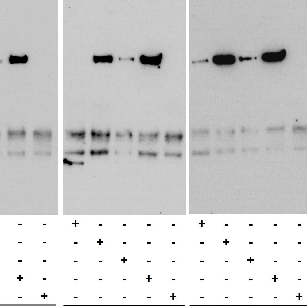Rabbit anti-ROCK1 Antibody, Affinity Purified