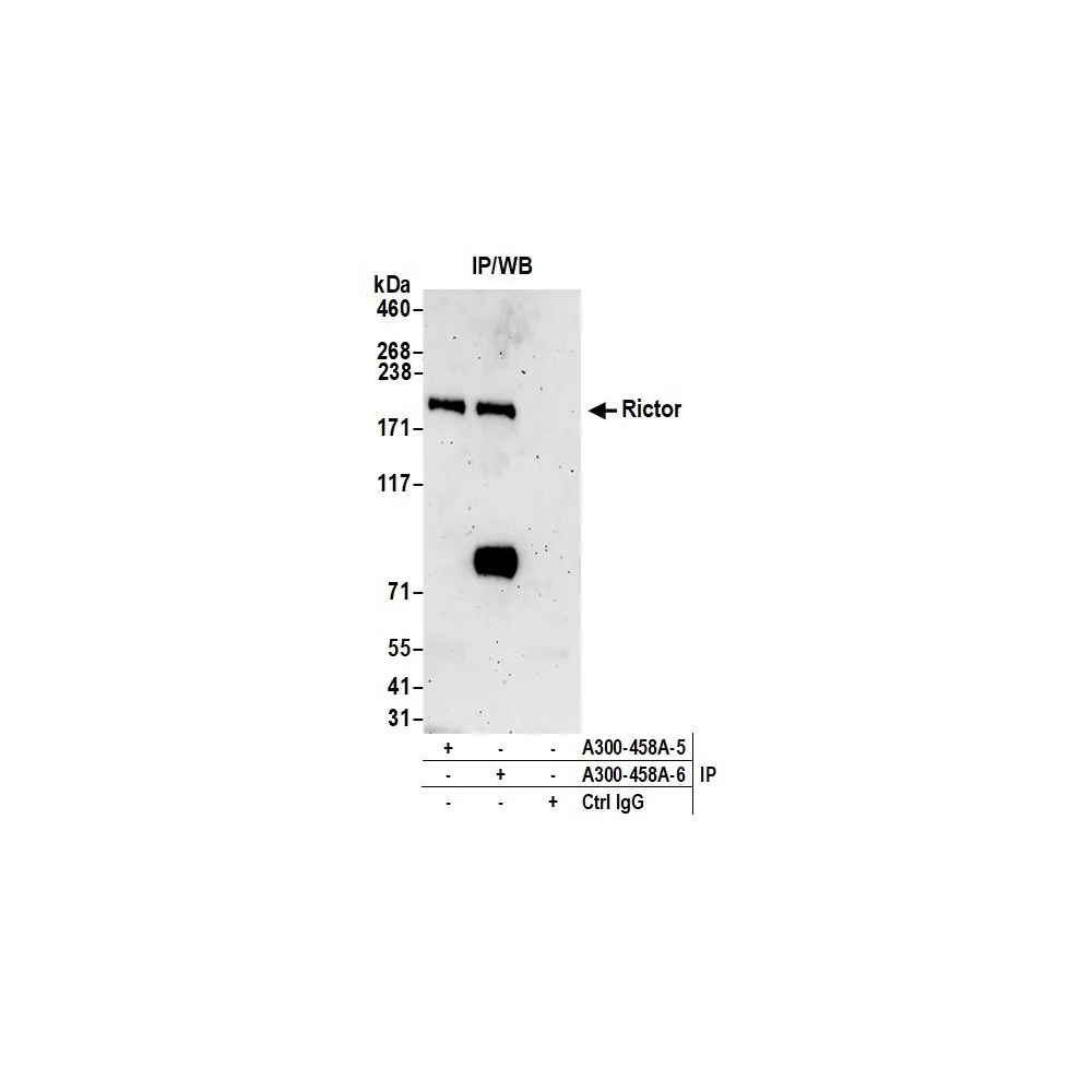 Rabbit anti-Rictor Antibody, Affinity Purified