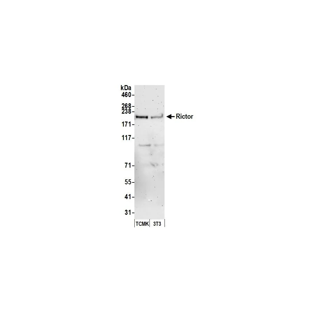 Rabbit anti-Rictor Antibody, Affinity Purified