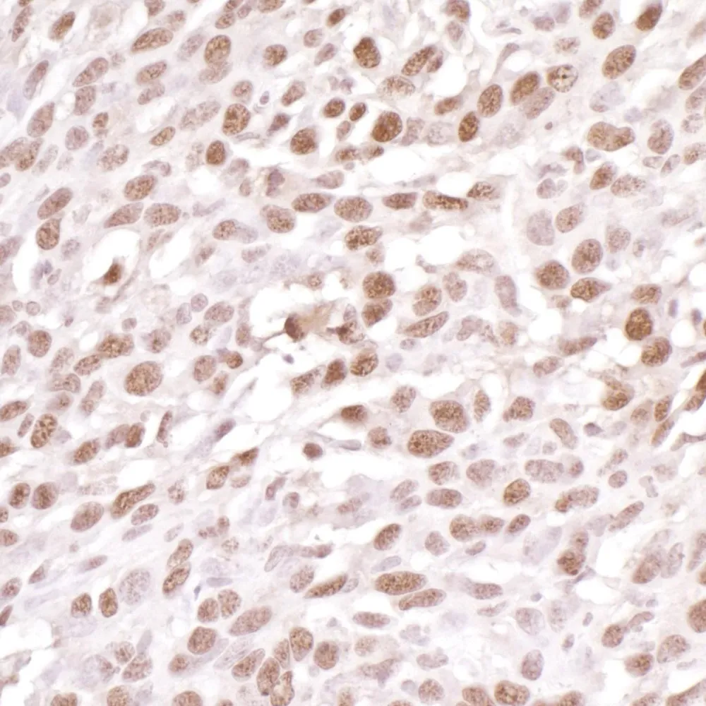 Rabbit anti-DDB1 Antibody, Affinity Purified