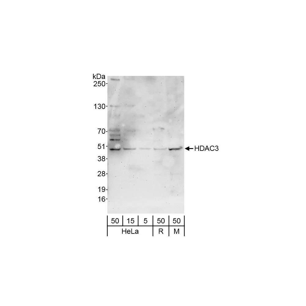 Rabbit anti-HDAC3 Antibody, Affinity Purified